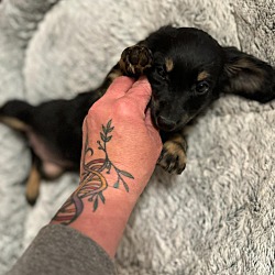 Thumbnail photo of Stacy Emmy-adoption pending #4