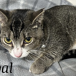 Thumbnail photo of Opal #2