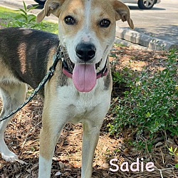 Thumbnail photo of SADIE #2