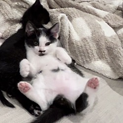 Photo of 2 baby kittens (boys)