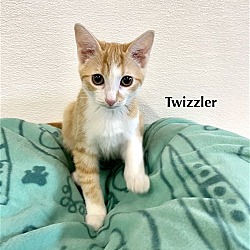 Photo of Cat-V2M-Twizzler