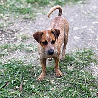 adopt-pet