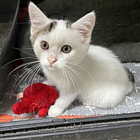 adopt a pet
