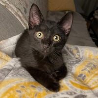 adopt-pet