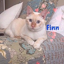 Thumbnail photo of Finn #1