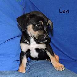 Thumbnail photo of Levi #4