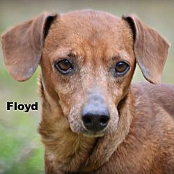 Thumbnail photo of Floyd ~15 lbs ~ meet me! #2