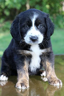 Bernese Mountain Dog Breeders Md L2sanpiero