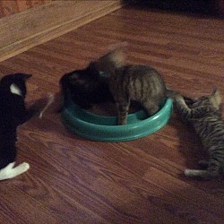 Thumbnail photo of Four kittens (the CT's) #3