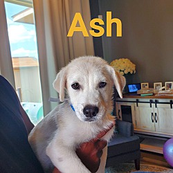 Thumbnail photo of Ash #1