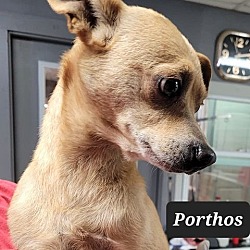 Thumbnail photo of Porthos #2