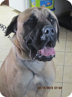 El Paso, TX - Mastiff. Meet DAWSON a Pet for Adoption.