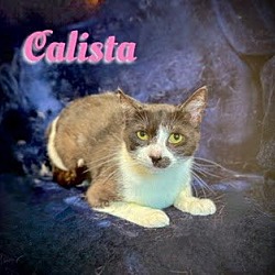 Photo of Calista