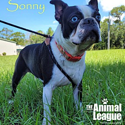 Thumbnail photo of Sonny #3