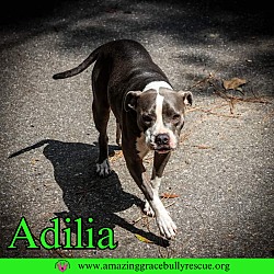 Thumbnail photo of Adilia #3