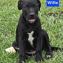 Thumbnail photo of Willie #2