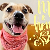 adopt a pet