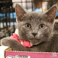adopt a pet