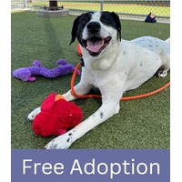 adopt a pet