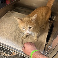 adopt a pet