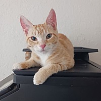adopt a pet