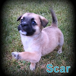 Thumbnail photo of Scar #2