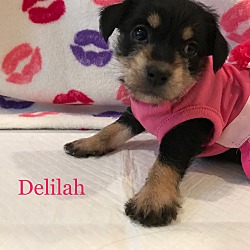 Thumbnail photo of Delilah-RT #2