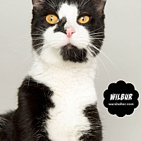 Photo of WILBUR