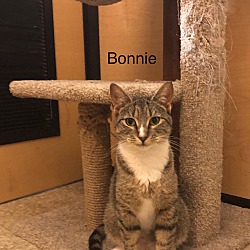 Thumbnail photo of Bonnie #4