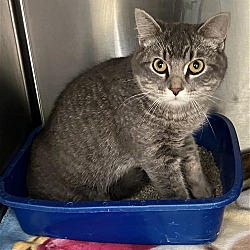 Photo of Hal - Gray Cat with Missing Leg in Foster Care