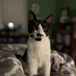 Photo of Mustachio