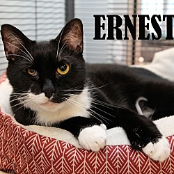 Photo of Ernest