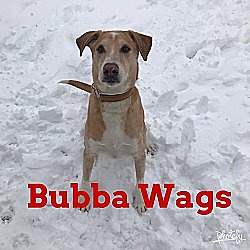Thumbnail photo of Bubba Wags #4