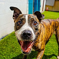 adopt a pet