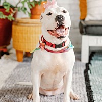 adopt a pet