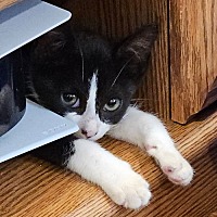 adopt a pet