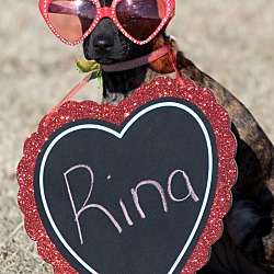 Thumbnail photo of Rina #1
