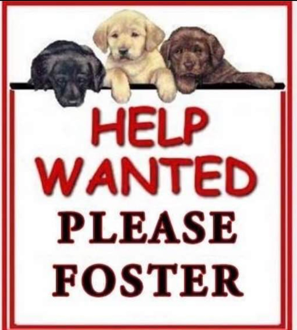 Collingswood Nj Mixed Breed Medium Meet Foster Homes Needed All Age Br A Pet For Adoption