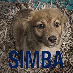 Thumbnail photo of Simba #1