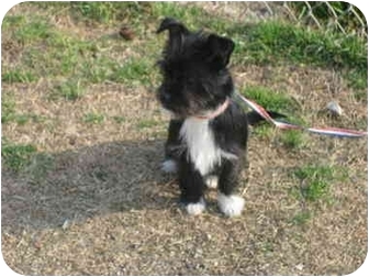 Mcdonough Ga Affenpinscher Meet Maya Baby A Pet For Adoption