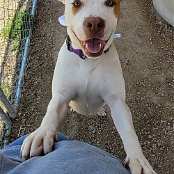 Photo of Doogie