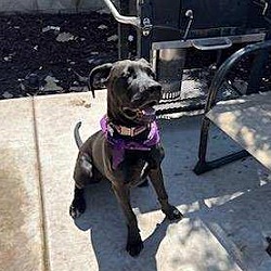 Photo of Dane/Mastiff Pup-Foster Needed