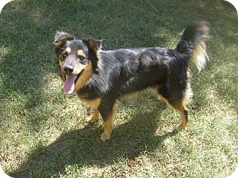 Eden Nc Sheltie Shetland Sheepdog Meet Remi A Pet For Adoption