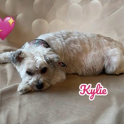 Photo of Kylie (Dallas)