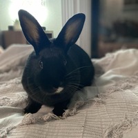 adopt-pet