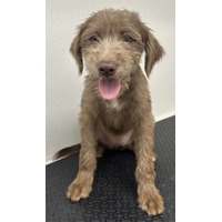 adopt-pet