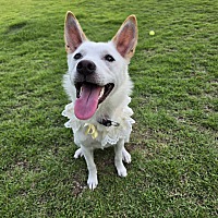 adopt-pet