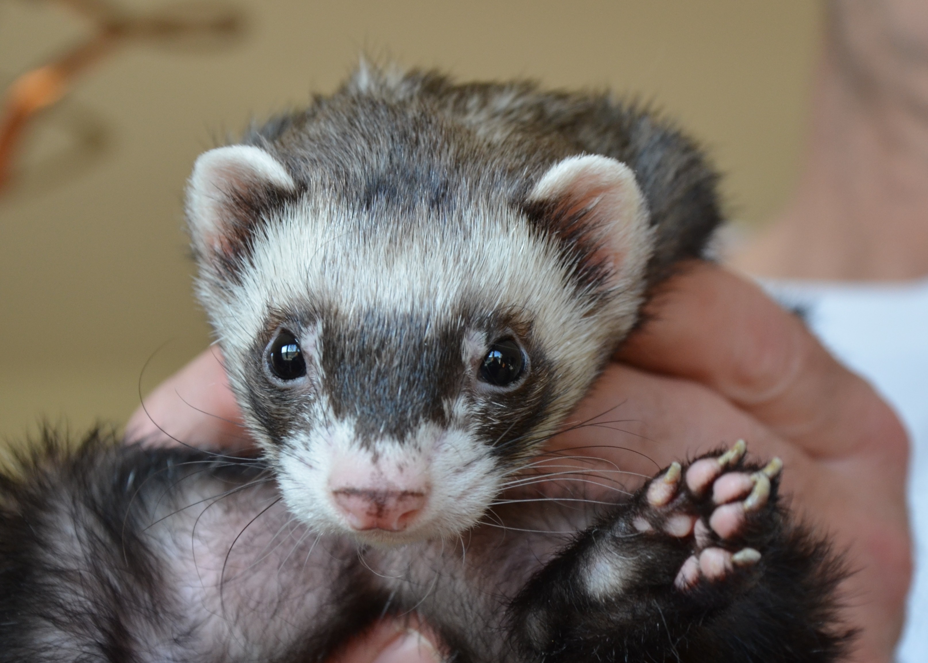 bandit ferret