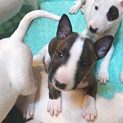 Photo of Bull Terrier puppy