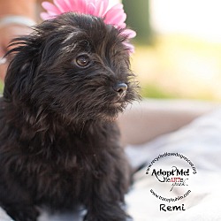 Thumbnail photo of REMY #4